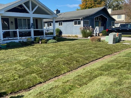 Fresh sod installed for a clean lawn surface